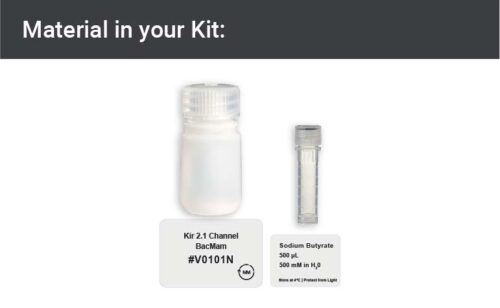 Image showing kit materials for a Kir 2.1 expression kit