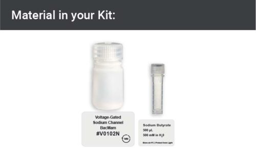 Image showing kit materials for a voltage gated sodium channel expression kit