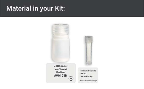 Image showing kit materials for a cAMP gated ion channel expression kit