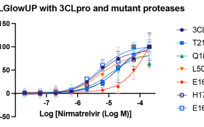 Detecting inhibitors of mutant 3CL proteases