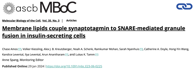 Membrane lipids couple synaptotagmin to SNARE-mediated granule fusion in insulin-secreting cells