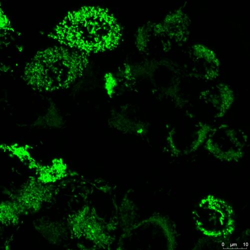 Green MitoPaint expressed in HEK293 cells