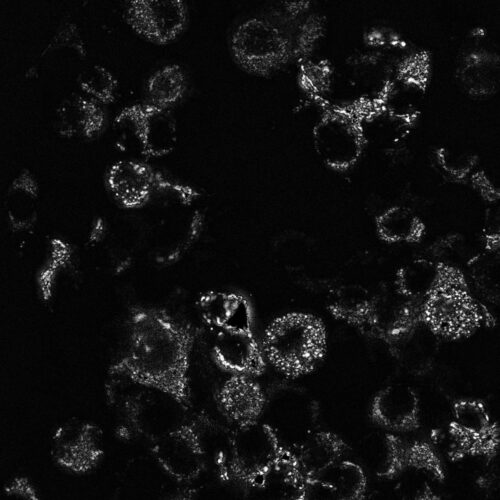 Green MitoPaint - mNeon Green Mitochondrial Label (P1010G) - Image 6