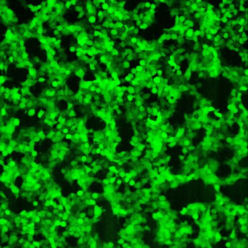 Untargeted mNeonGreen expressed in HEK293 cells