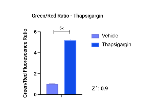 Using U0921G to measure stress response to Thapsigargin