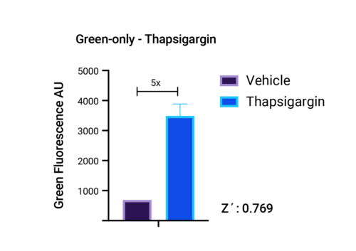 IRE1-XBP1 Cell Stress Assay (U0921G) - Image 3
