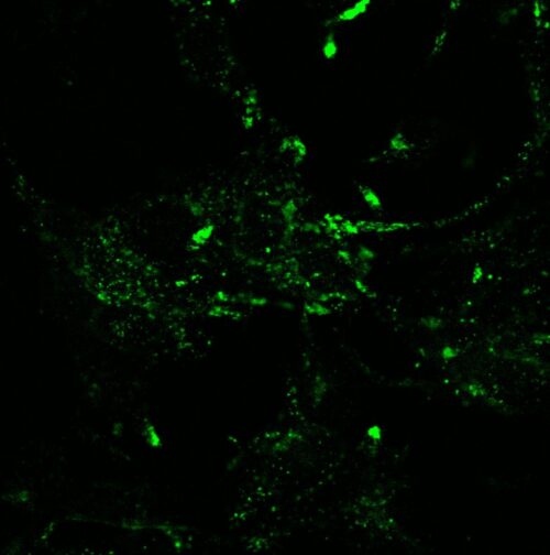 Green Lamp2Paint - mNeon Green Lysosomal Label (P1030G) - Image 3