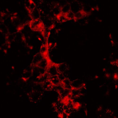 Red BetaActinPaint - MTPaintbrush Red F-Actin Label (P1060R) - Image 3