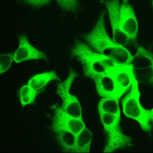 Green AlphaTubulinPaint - mNeon Green Alpha Tubulin Label (P1070G) - Image 3