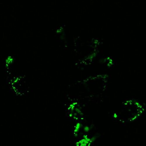 Green GiantinPaint - mNeonGreen Golgi Label (P1040G) - Image 3