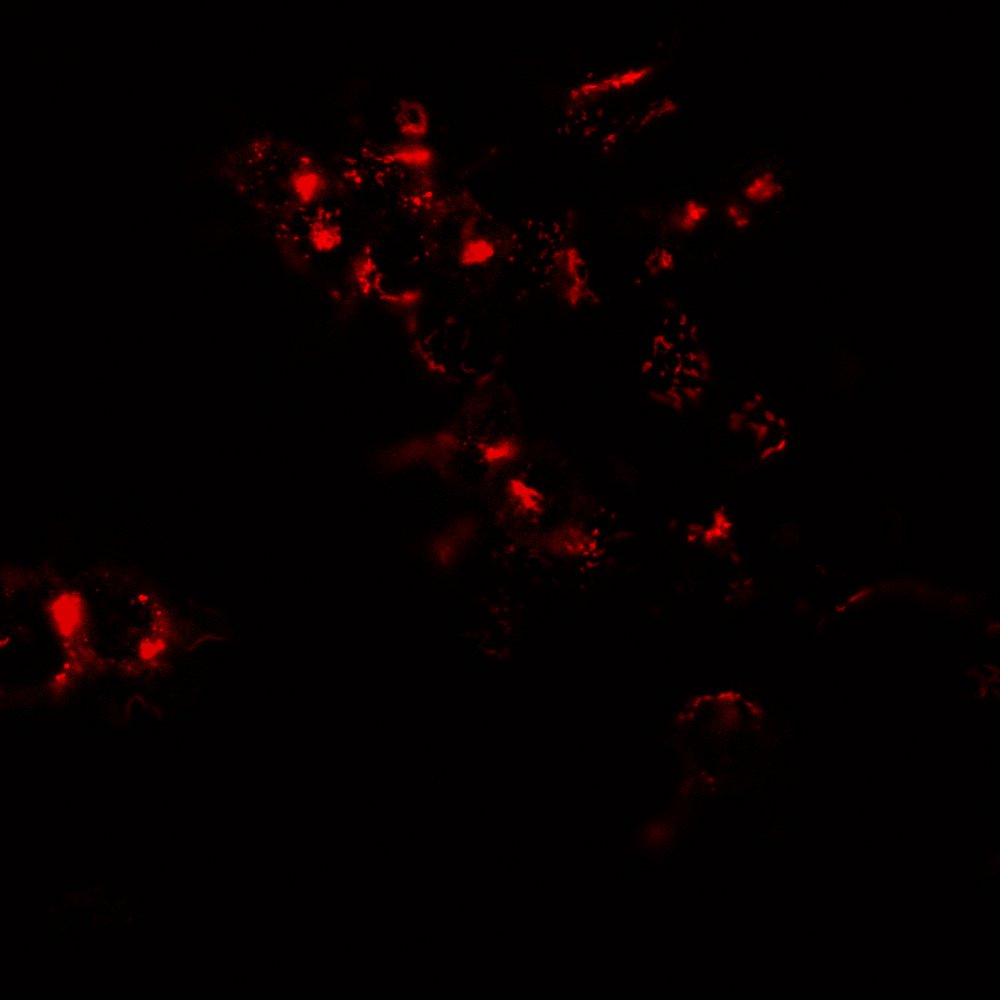 Montana Paintbrush RFP expressed in HEK293 cells