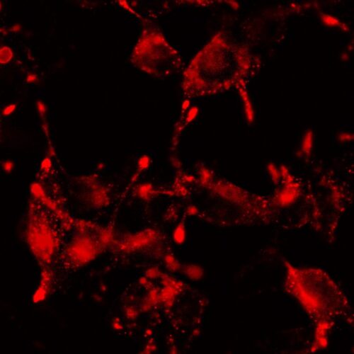 Red Lamp2Paint - MTPaintbrush Red Lysosomal Label (P1030R) - Image 4
