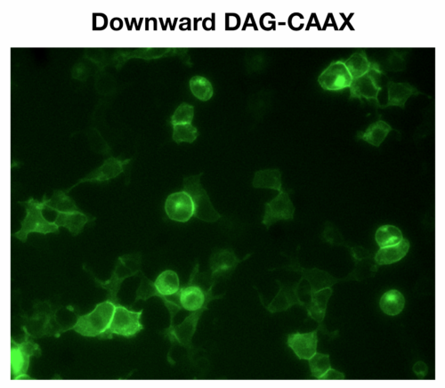 Green Membrane-Targeted DAG Assay (D0331G) - Image 3
