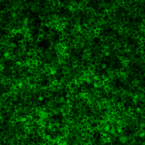 DAG sensor expression with BacMam in HEK293T cells