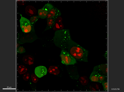 mNeon Green targeted to the Endosome coexpressed with red NLSPaint