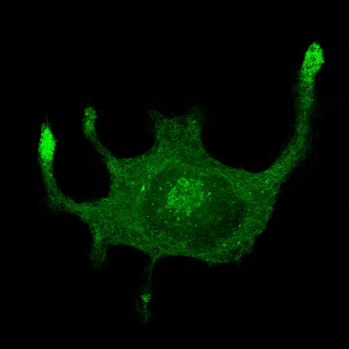 Green OmegaPaint - mNeon Green Omegasomal Label (P1090G) - Image 3