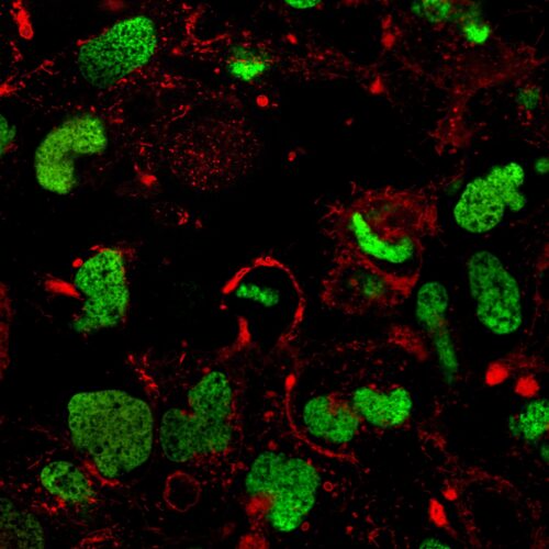 Red Lamp2Paint - MTPaintbrush Red Lysosomal Label (P1030R) - Image 3