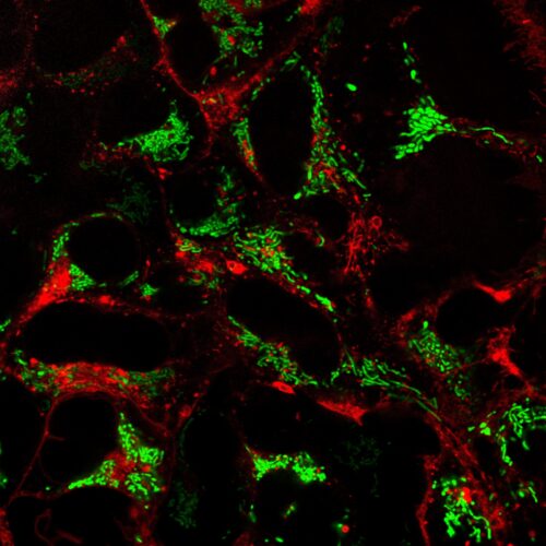 Green MitoPaint - mNeon Green Mitochondrial Label (P1010G) - Image 5