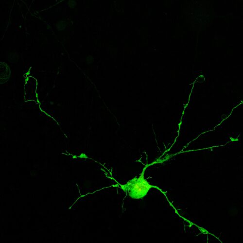 Green TauPaint - mNeon Green Tau Label (P1050G) - Image 4
