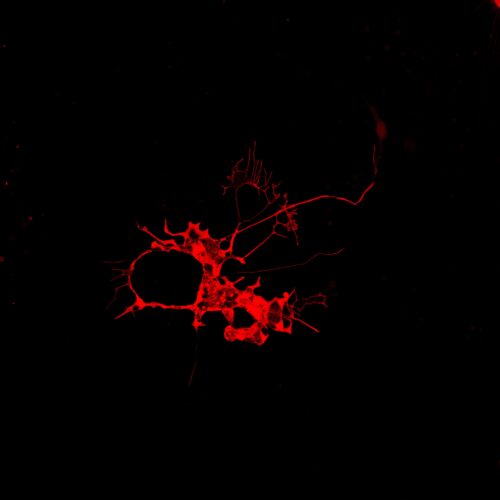 Montana Paintbrush Fluorescent Protein - Big Sky BacMam (P1000R) - Image 4