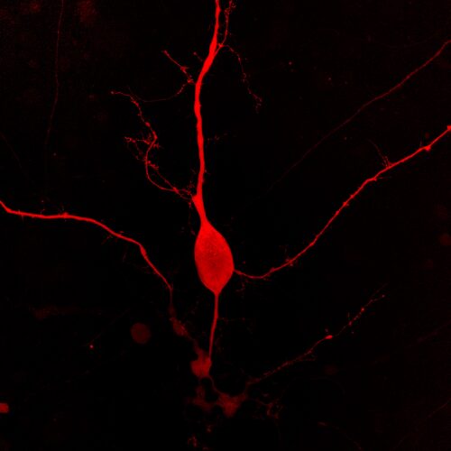 Montana Paintbrush Fluorescent Protein - Big Sky BacMam (P1000R) - Image 5