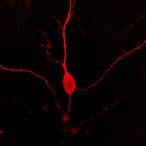 Montana Paintbrush Fluorescent Protein - Big Sky BacMam (P1000R) - Image 5