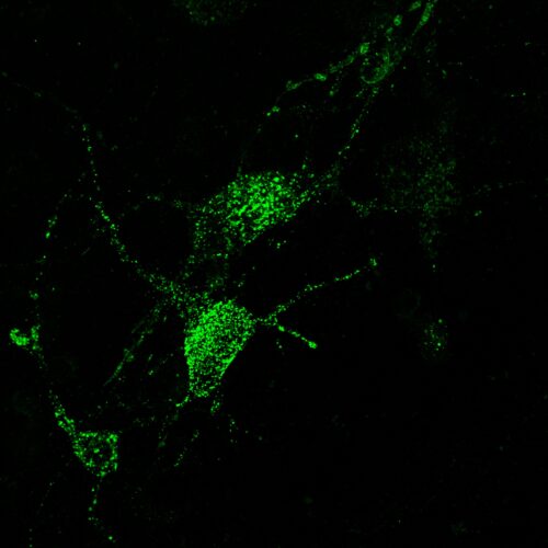 Green EndoPaint - mNeon Green Endosomal Label (P1080G) - Image 3