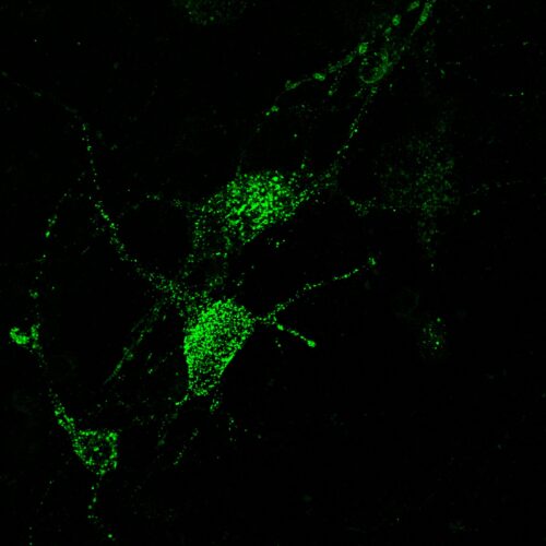 Green EndoPaint - mNeon Green Endosomal Label (P1080G) - Image 3