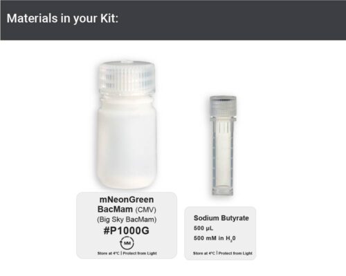 mNeon Green Fluorescent Protein - Big Sky BacMam (P1000G) - Image 3