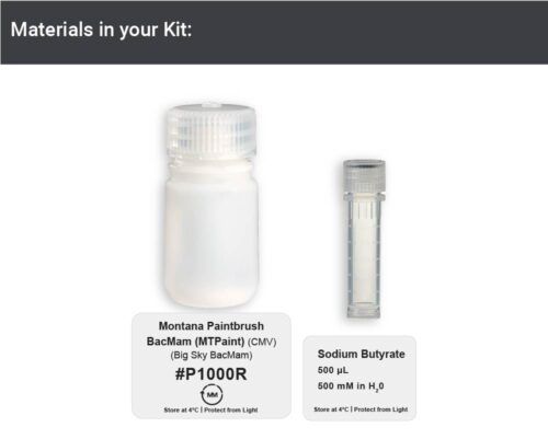 Montana Paintbrush Fluorescent Protein - Big Sky BacMam (P1000R) - Image 6