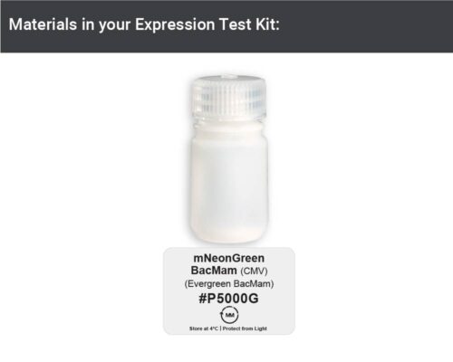 mNeon Green Fluorescent Protein - Evergreen BacMam (P5000G) - Image 3