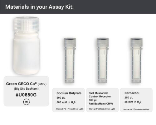 Green GECO Ca<sup>2+</sup> Assay - Big Sky (U0650G) - Image 3