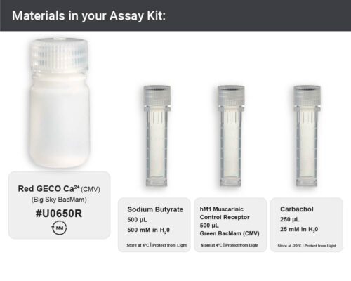 Red GECO Ca<sup>2+</sup> Assay - Big Sky (U0650R) - Image 3