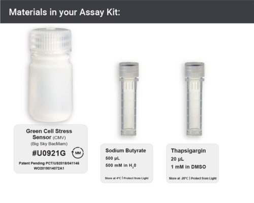 IRE1-XBP1 Cell Stress Assay (U0921G) - Image 4