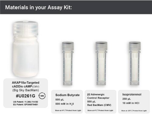 AKAP18a-targeted cADDis cAMP Assay (U0261G) - Image 3