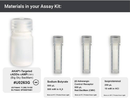 AKAP1-targeted cADDis cAMP Assay (U0263G) - Image 3