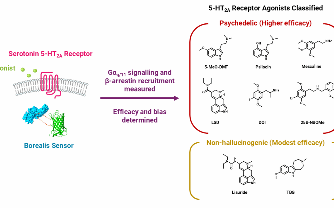 Psychedelic Drug Actions at Serotonin Receptors and the Path Towards Safer Treatments for Mental Disorders