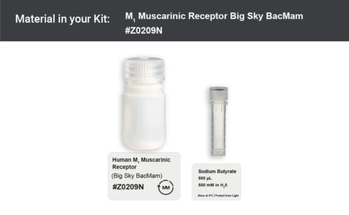M1 Muscarinic Receptor BacMam - Big Sky (Z0209N) - Image 2