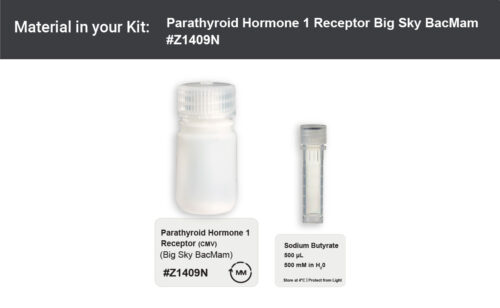 Parathyroid Hormone 1 Receptor BacMam - Big Sky (Z1409N) - Image 2
