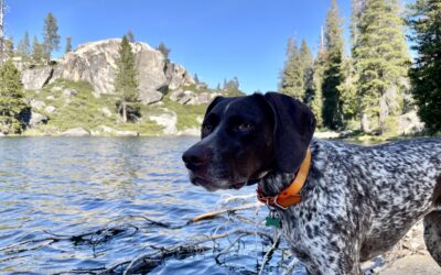 Dogs are people too!