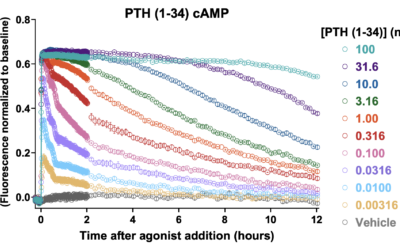 Biased Agonism in Slow Motion: Mapping the 12-Hour Evolution of PTH1R cAMP Signaling and Arrestin Recruitment
